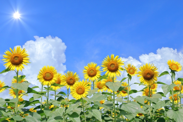 住まいは夏を旨とすべし